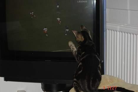 Huskat Bago - Bago er altid klar til at spille med i kampen.. ;-) billede 11