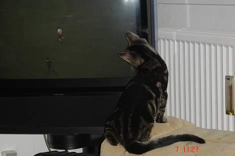 Huskat Bago billede 12