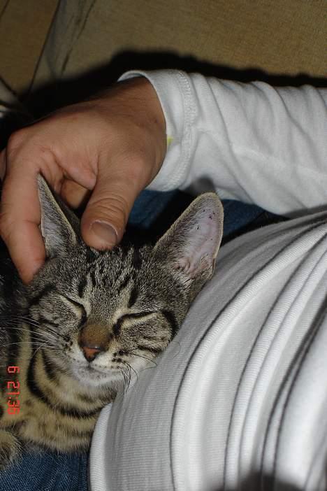 Huskat Bago - uhm... hygge er der altid plads og tid til i hans katte liv billede 13