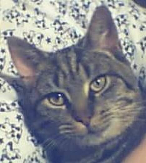 Huskat Bjarne - "Baby" - Mismand - Første billed af ham nogensinde, aftenen hvor han blev hentet fra gaden<3 billede 19