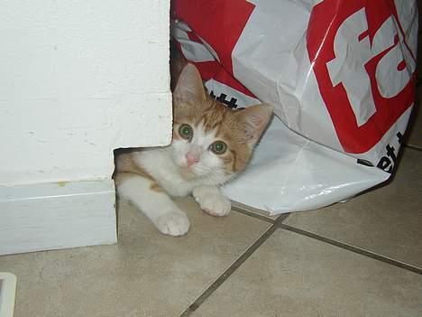 Huskat Mickey - opdaget... billede 3