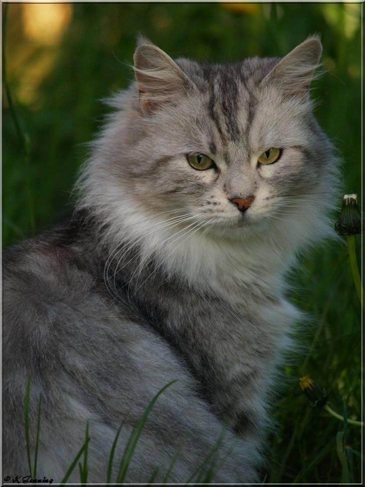 Maine Coon  Zain Marquis Silver Jade - Shaday den 24-05-2009 hun er virkelig blevet flot ;o) billede 1