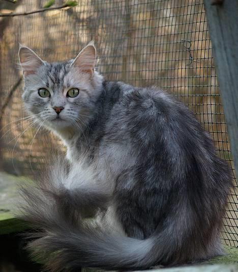Maine Coon  Zain Marquis Silver Jade billede 2