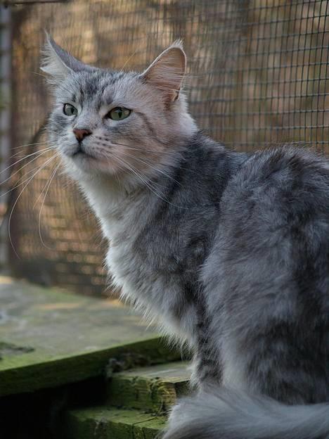 Maine Coon  Zain Marquis Silver Jade billede 3