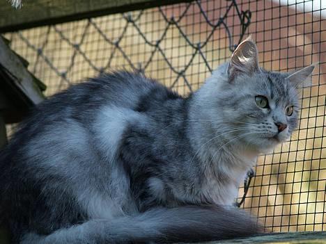 Maine Coon  Zain Marquis Silver Jade billede 4