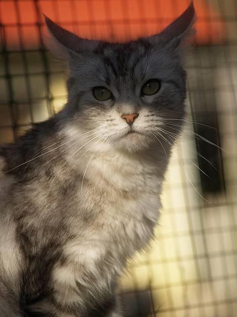 Maine Coon  Zain Marquis Silver Jade billede 5