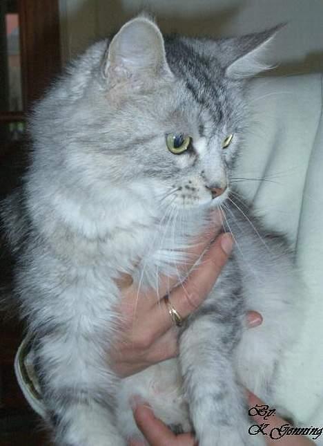 Maine Coon  Zain Marquis Silver Jade billede 6
