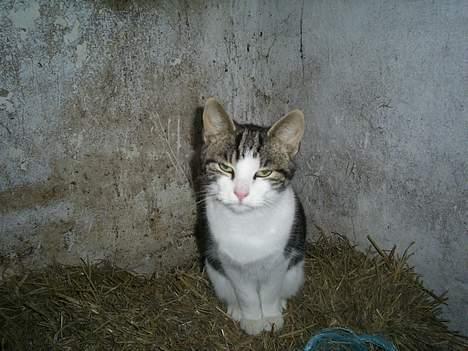 Huskat Eigil billede 12