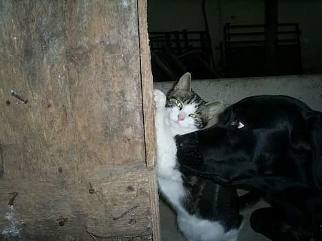 Huskat Eigil billede 13