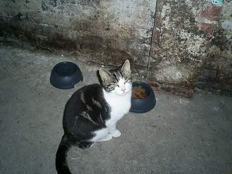 Huskat Eigil billede 14