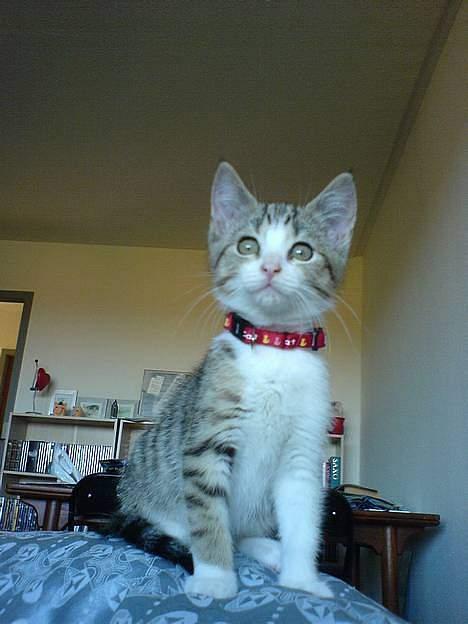 Blanding af racer Paprika - Nøj det er spændende derude på terrassen billede 20