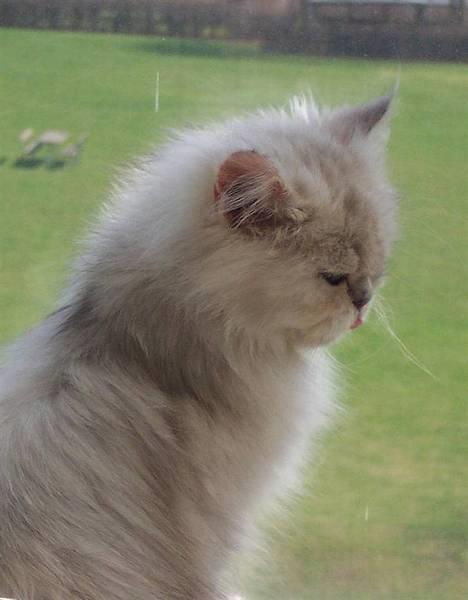 Perser ****NEVA*****¤¤R.I.P¤ - en rigtig tiger billede 1