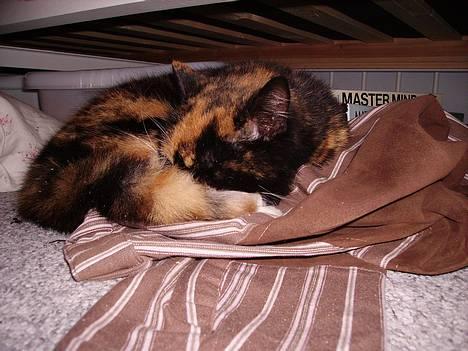 Blanding af racer Mette billede 9