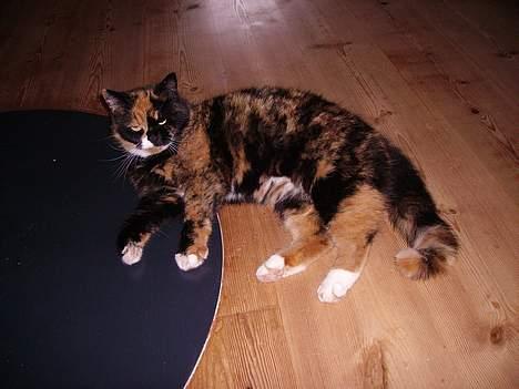 Blanding af racer Mette billede 10