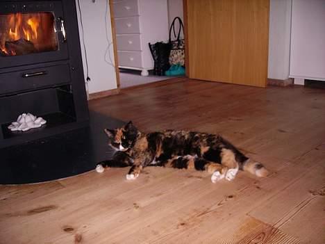 Blanding af racer Mette billede 11