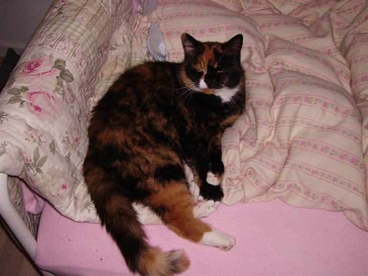 Blanding af racer Mette billede 12