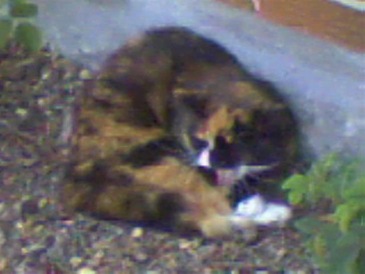 Blanding af racer Mette billede 13