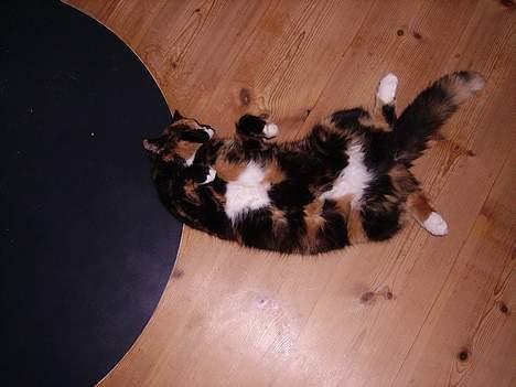 Blanding af racer Mette billede 14