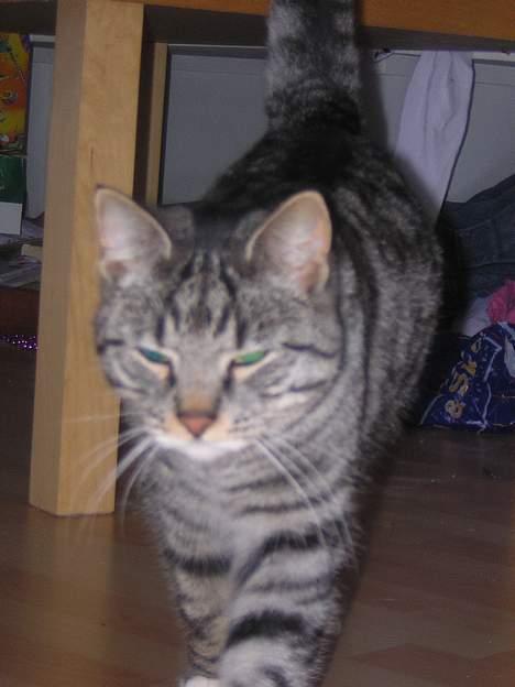 Blanding af racer Anna billede 11