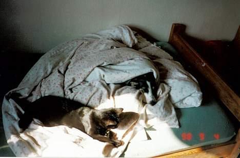 Blanding af racer Katja 2(R.I.P) - Katja og Molly billede 2