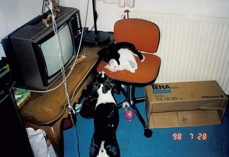Blanding af racer Katja 2(R.I.P) - Katja og Muggi og Molly står og kigger på dem billede 3