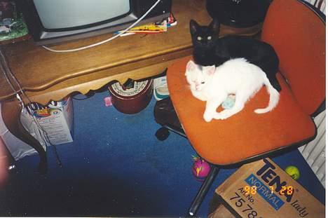 Blanding af racer Katja 2(R.I.P) - Katja og Muggi på kontorstol igen billede 5