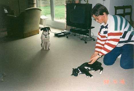 Blanding af racer Katja 1(R.I.P) - Her inden hun kom til Doktor Dyr Molly sidder og kigger(tænker nok hvad sker der her) billede 2