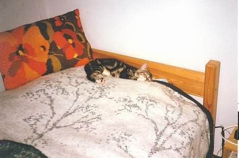 Blanding af racer Katja 1(R.I.P) - Killing basse sover billede 4