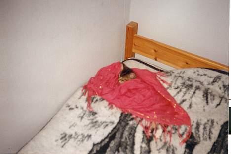 Blanding af racer Katja 1(R.I.P) - Her ligger han(basse) pakket ind i et sjal billede 5