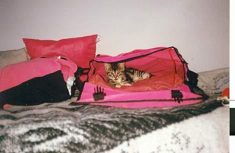 Blanding af racer Katja 1(R.I.P) - Basse stjal lige en plads i min taske billede 6