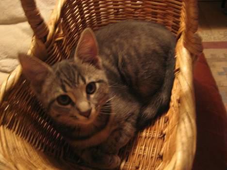 Huskat Malou billede 14