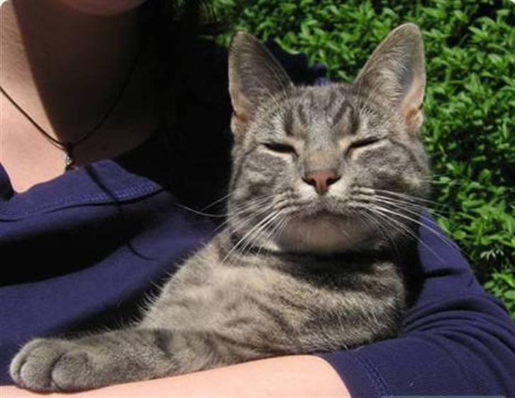 Huskat Malou billede 15