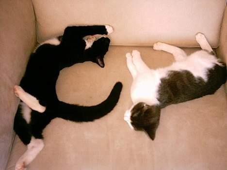 Huskat Benjamin billede 9