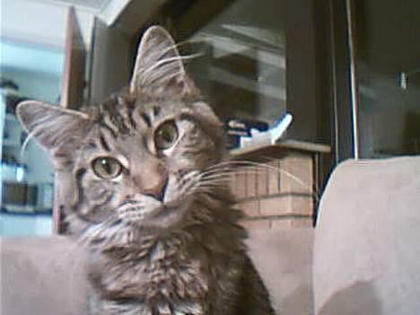 Maine Coon Sally billede 1