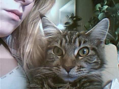 Maine Coon Sally billede 2