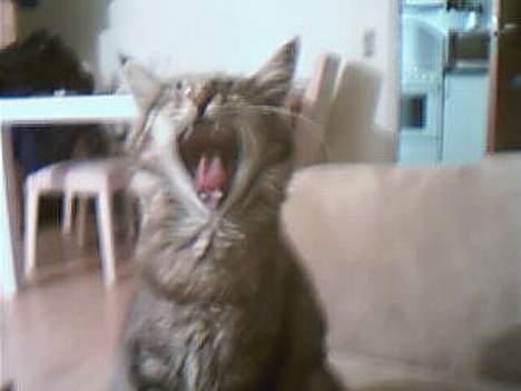 Maine Coon Sally billede 3