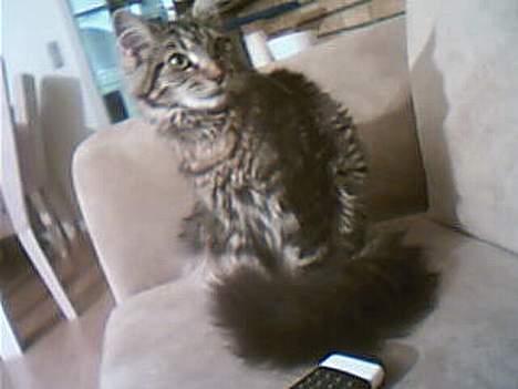 Maine Coon Sally billede 5