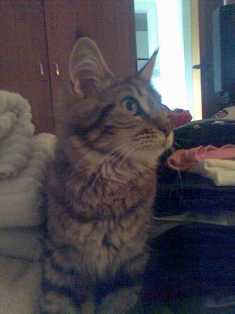 Maine Coon Sally billede 6