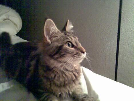 Maine Coon Sally billede 7
