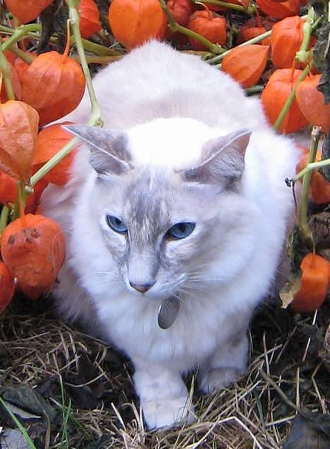 Balineser Naomi R.I.P - naomi pigen billede 1