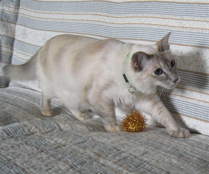 Balineser Naomi R.I.P - Naomi på hendes 7 års fødelsesdag billede 2