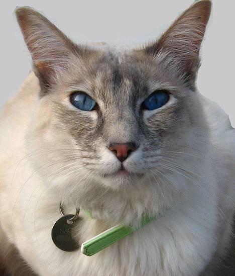 Balineser Naomi R.I.P billede 3