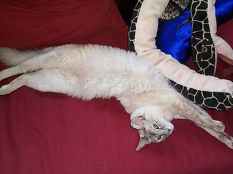 Balineser Naomi R.I.P - Jeg elsker at slange mig billede 4