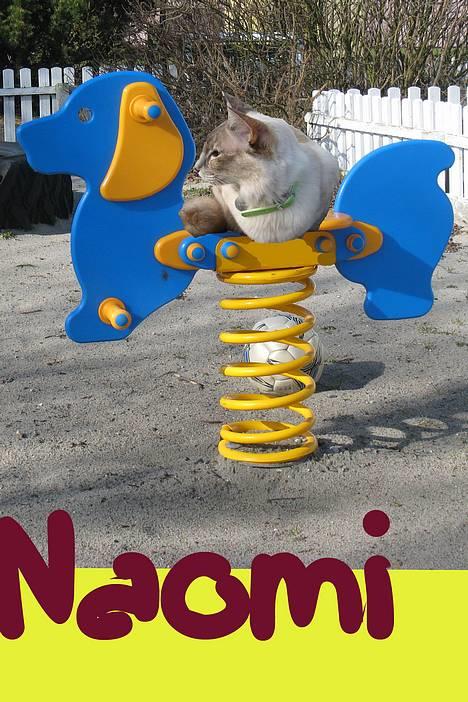 Balineser Naomi R.I.P - Hey, hvem gider at skubbe!!!!!!!!!!!! billede 5