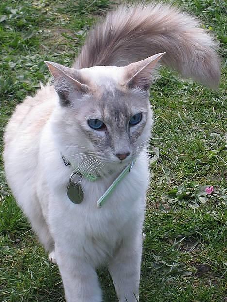 Balineser Naomi R.I.P - Op på poterne billede 6