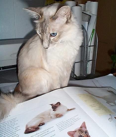 Balineser Naomi R.I.P - Se, jeg kan læse på hovedet billede 7