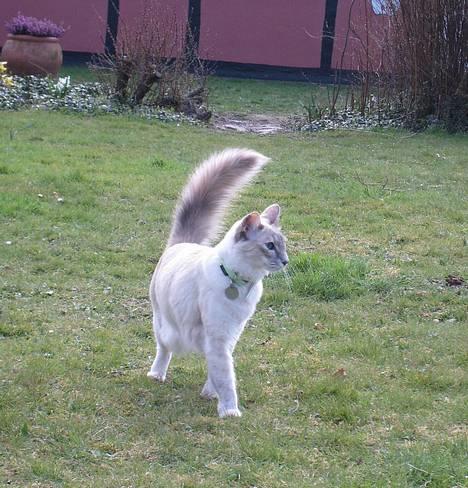 Balineser Naomi R.I.P - Høj haleføring! billede 8