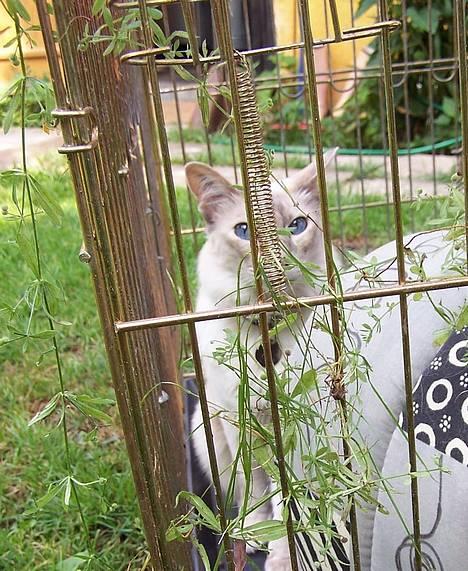 Balineser Naomi R.I.P - Sikke et vildnæs derude:-) billede 9