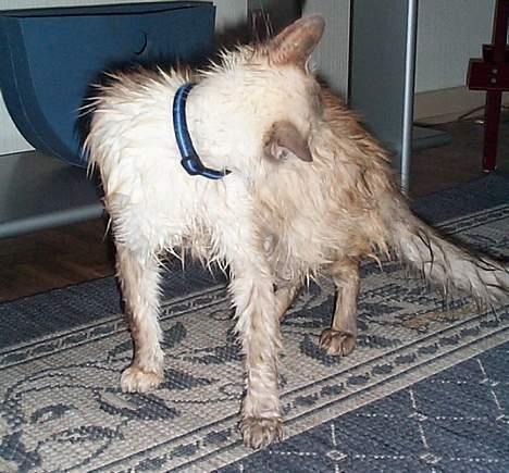 Balineser Naomi R.I.P - I dag er det vaskedag billede 10