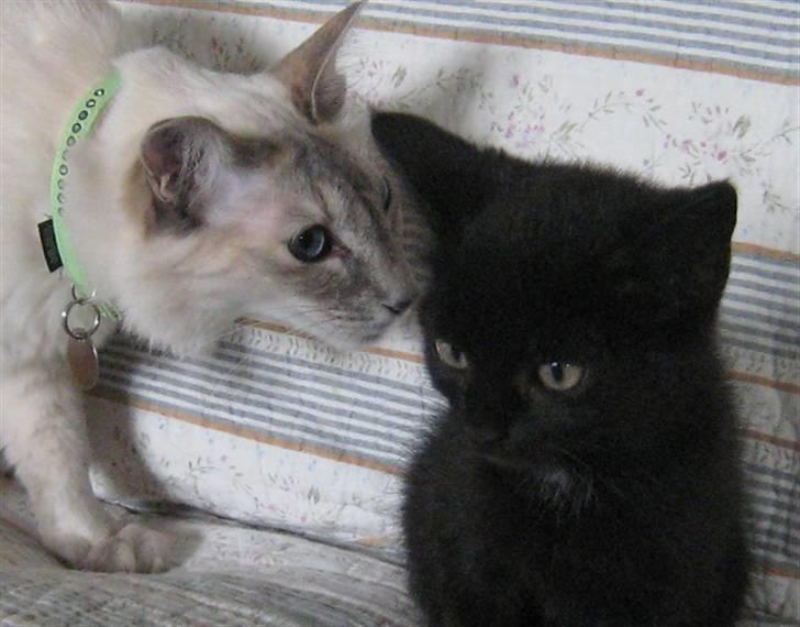 Balineser Naomi R.I.P - Naomi og Mitter billede 12